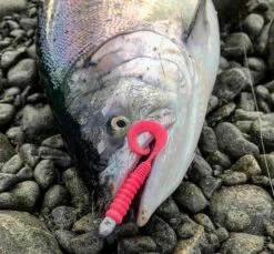 Savage Gear LB Pro Grub 6.5cm Softbait -Simms Shop 5ec4690a7284c